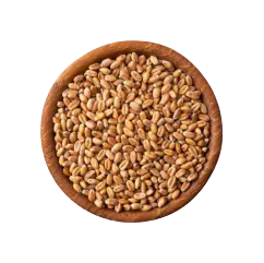 STAPLE CHAPATI WHEAT